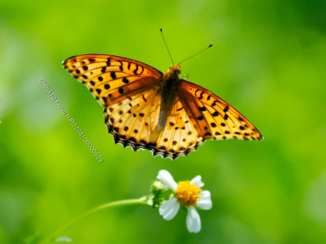 ツマグロヒョウモン雄