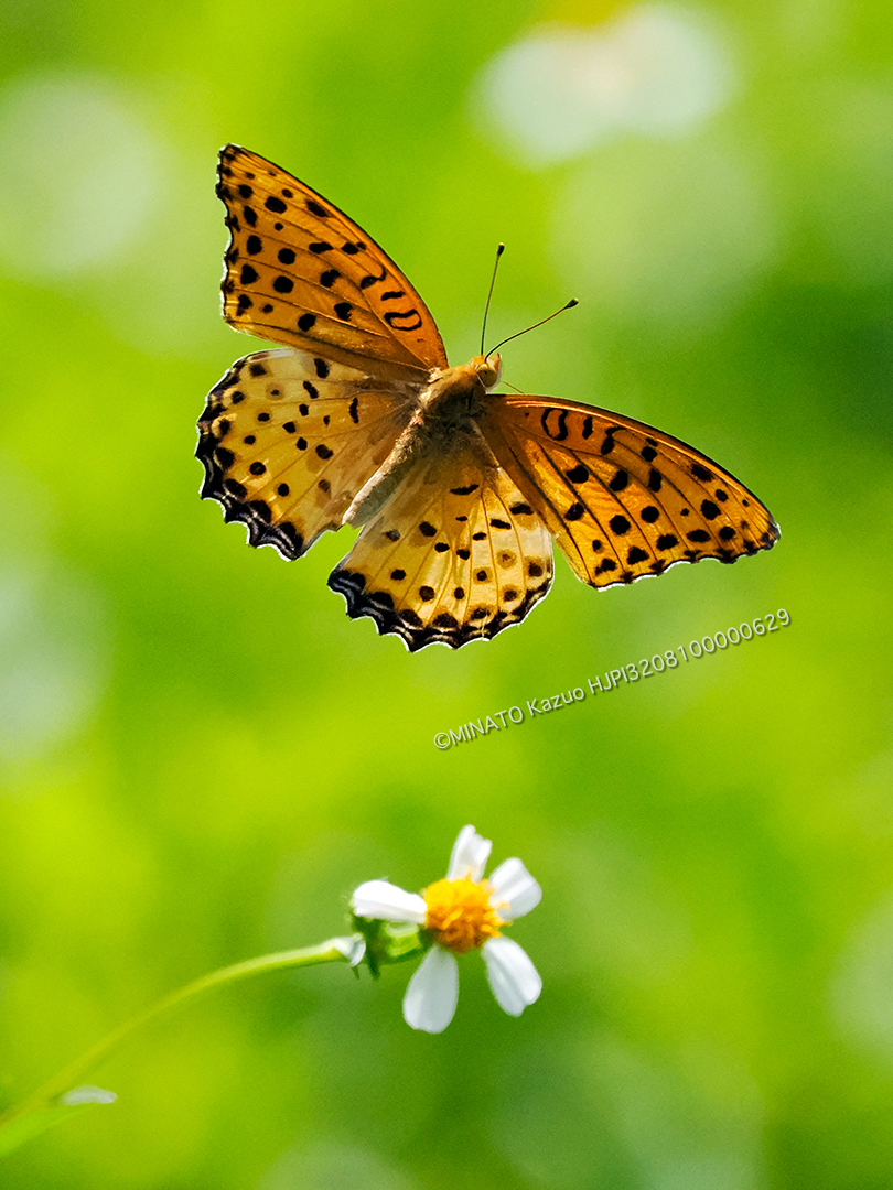 ツマグロヒョウモン雄