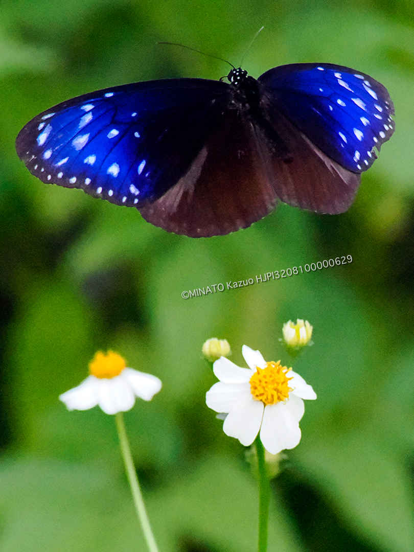 ツマムラサキマダラ雌