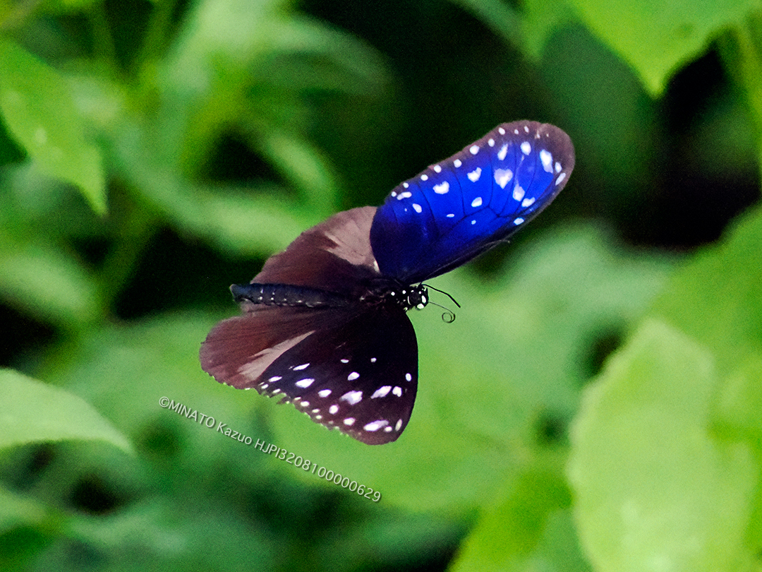 ツマムラサキマダラ雌