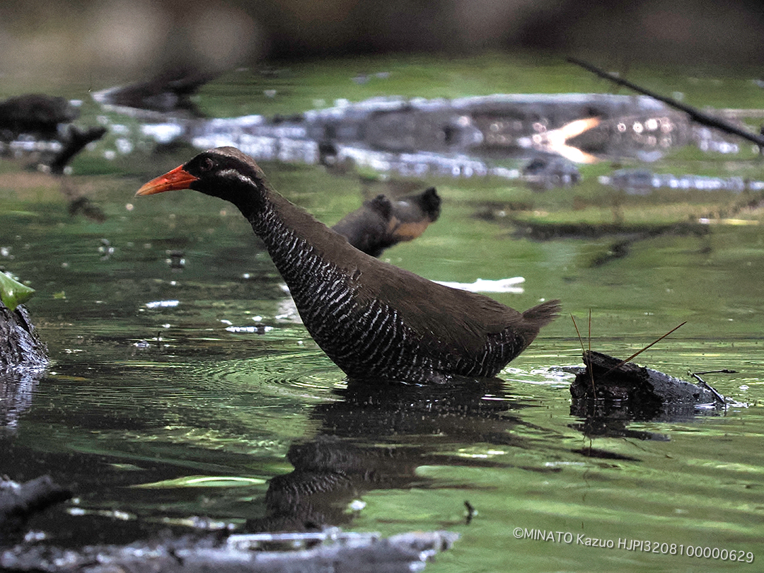 ヤンバルクイナ