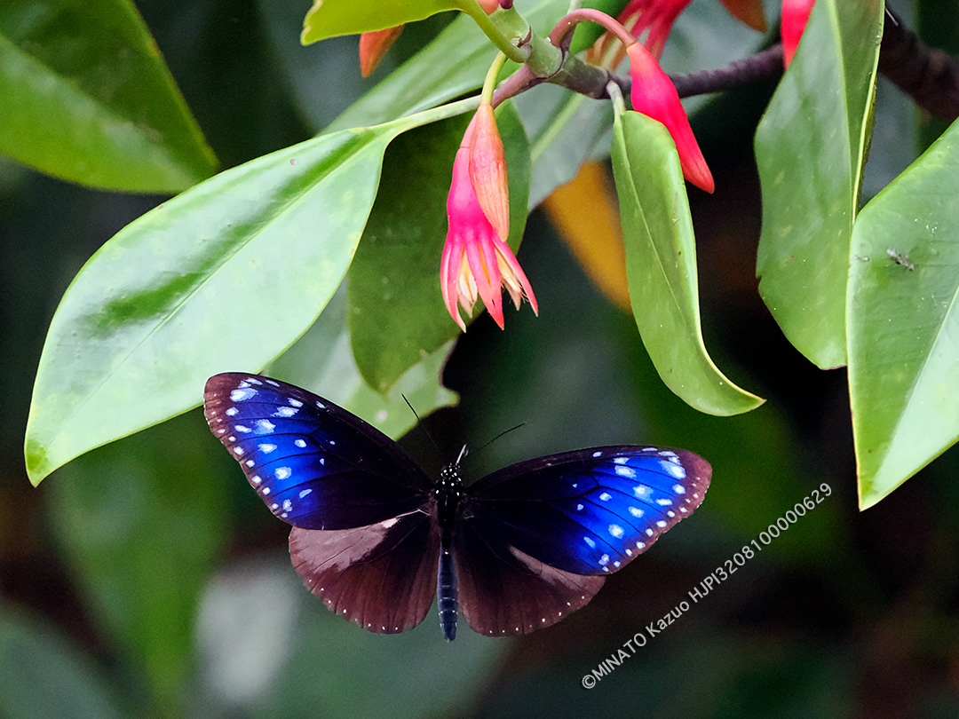 ツマムラサキマダラ雄