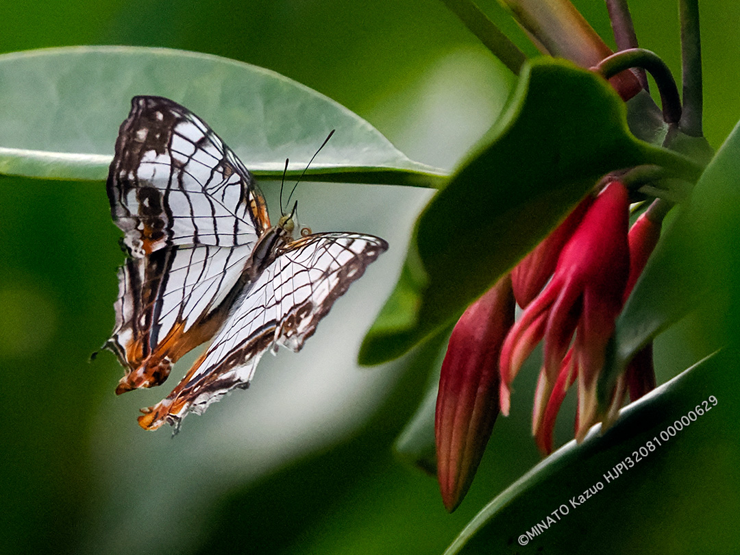 イシガケチョウ
