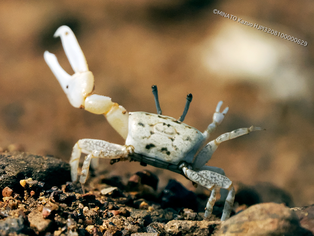 オキナワハクセンシオマネキ