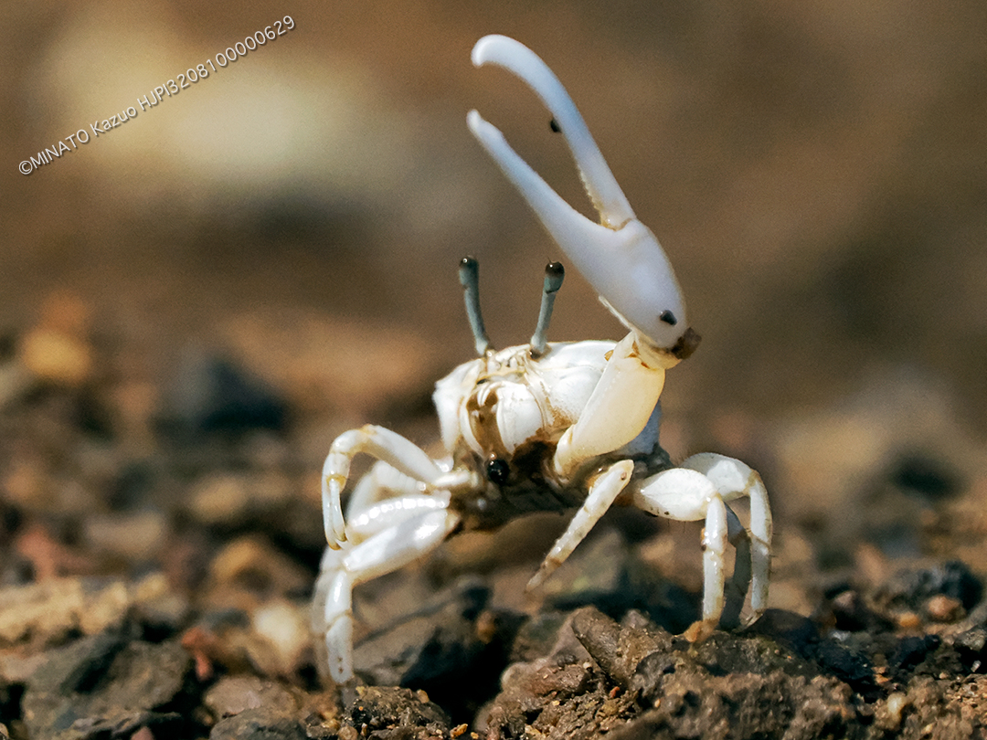オキナワハクセンシオマネキ
