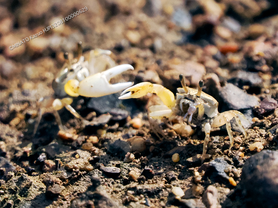 オキナワハクセンシオマネキ