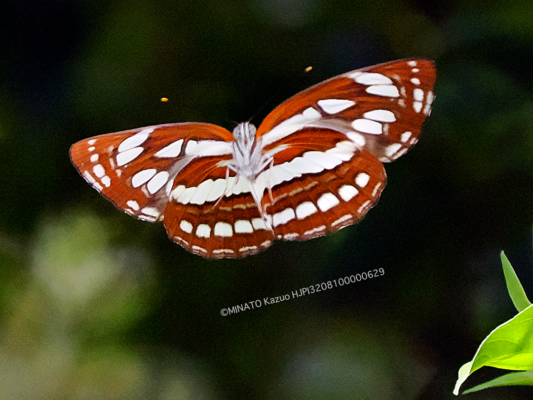 リュウキュウミスジ