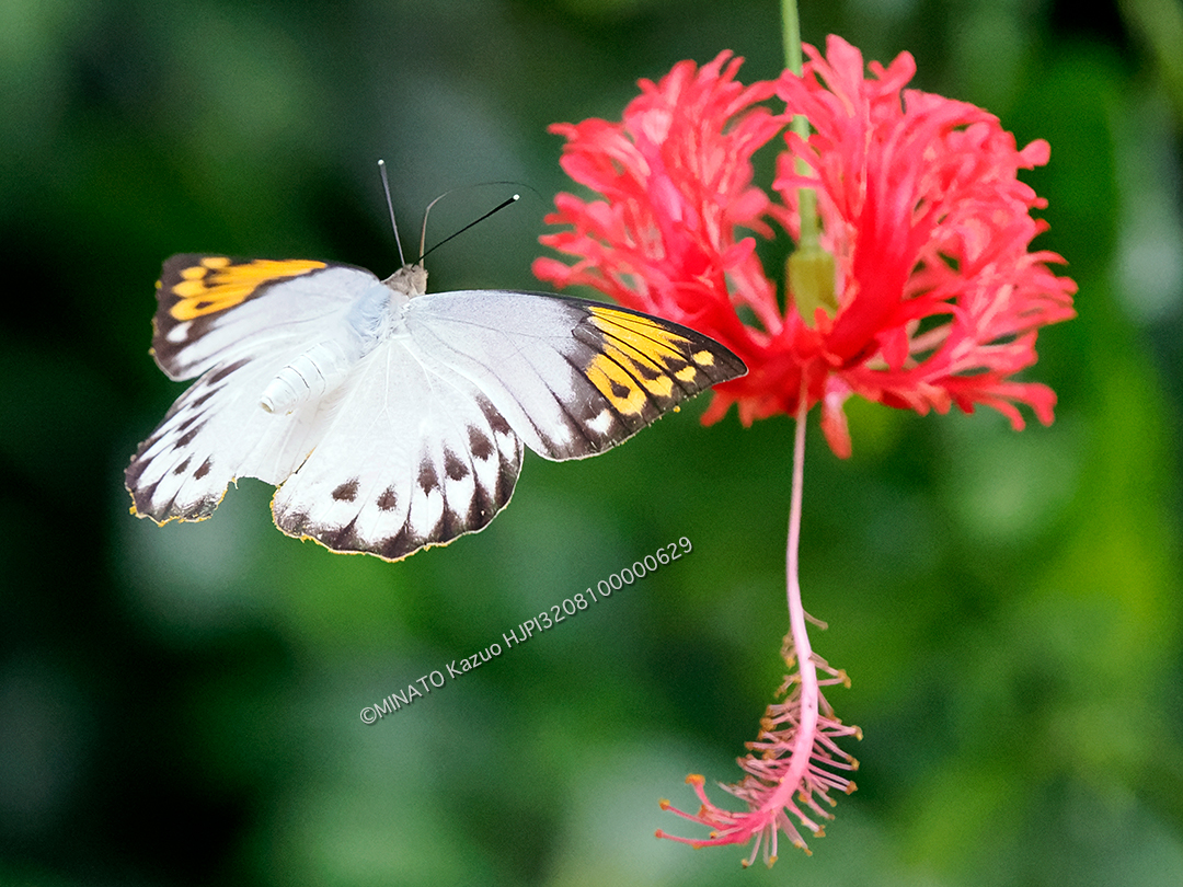 ツマベニチョウ雌