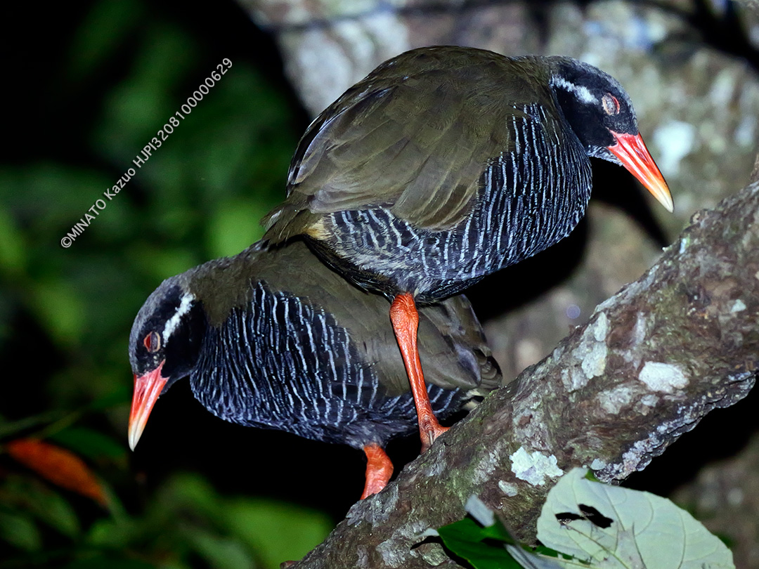 ヤンバルクイナ
