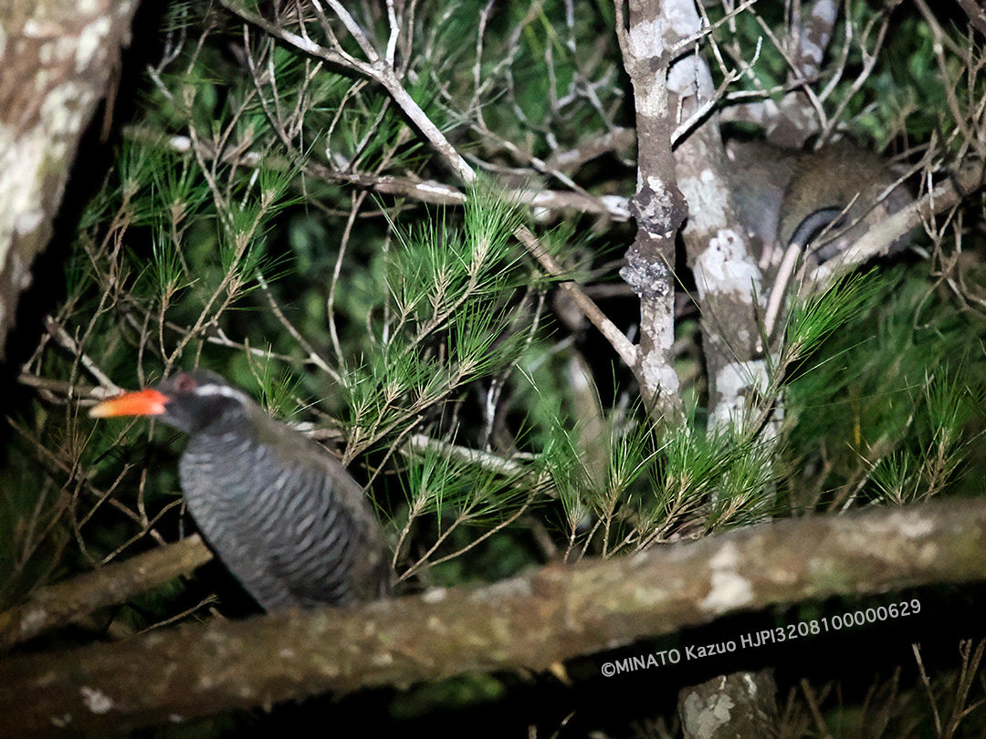 ヤンバルクイナとケナガネズミ