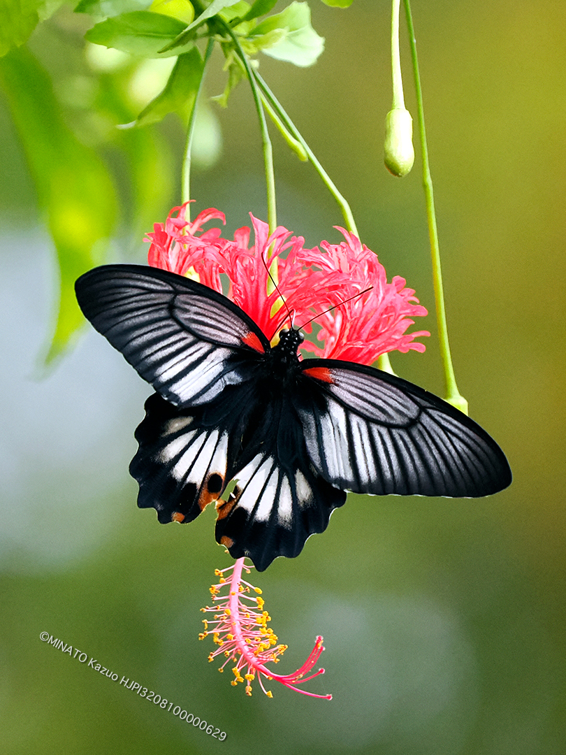 ナガサキアゲハ雌