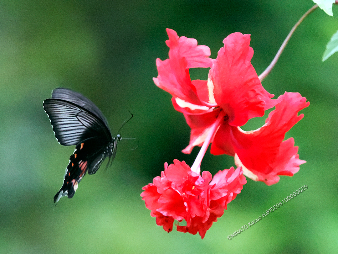 シロオビアゲハII型