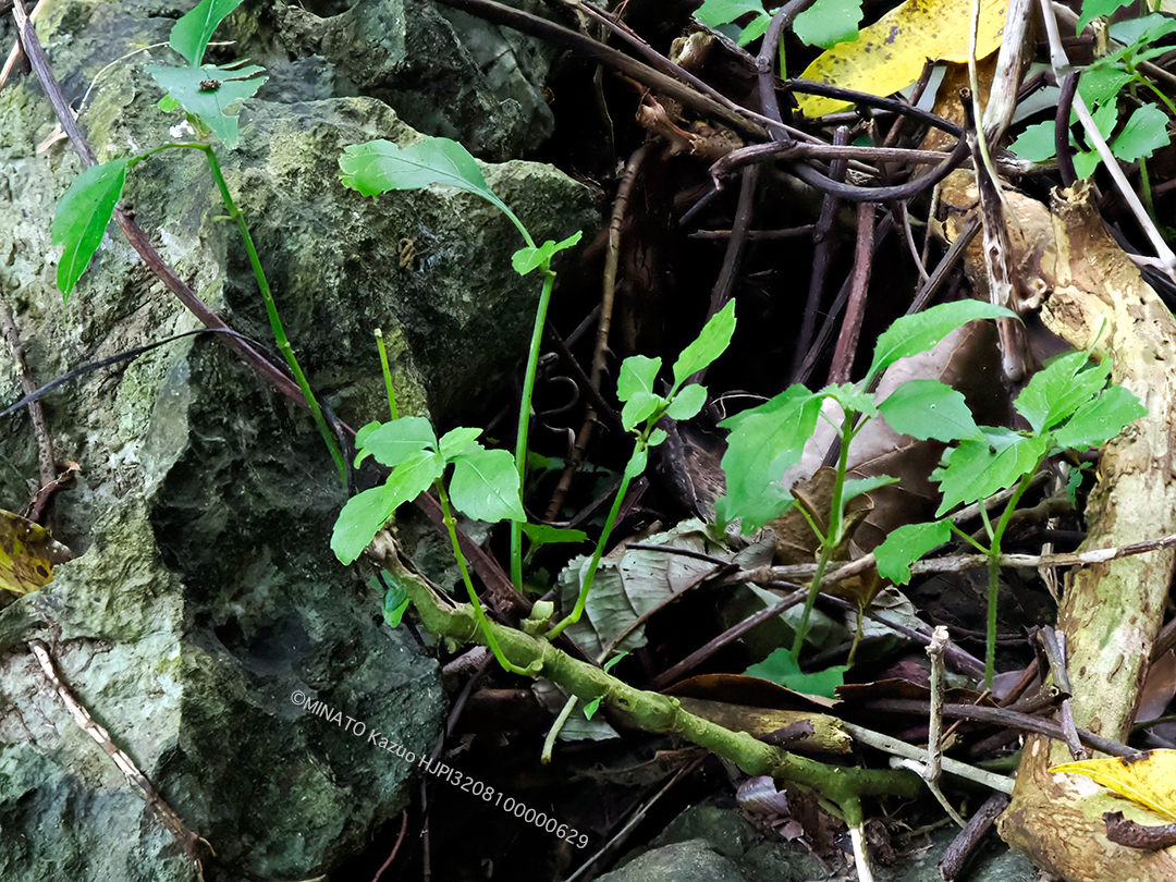 セイタカスズムシソウ芽吹き