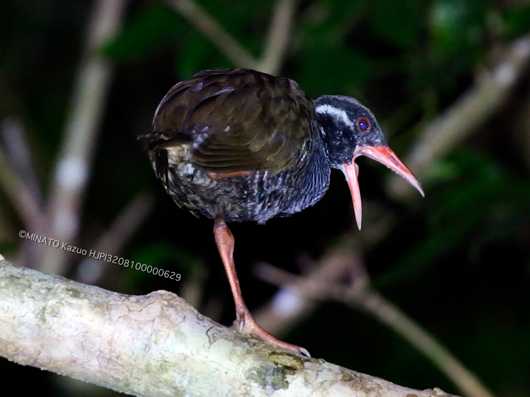 ヤンバルクイナ