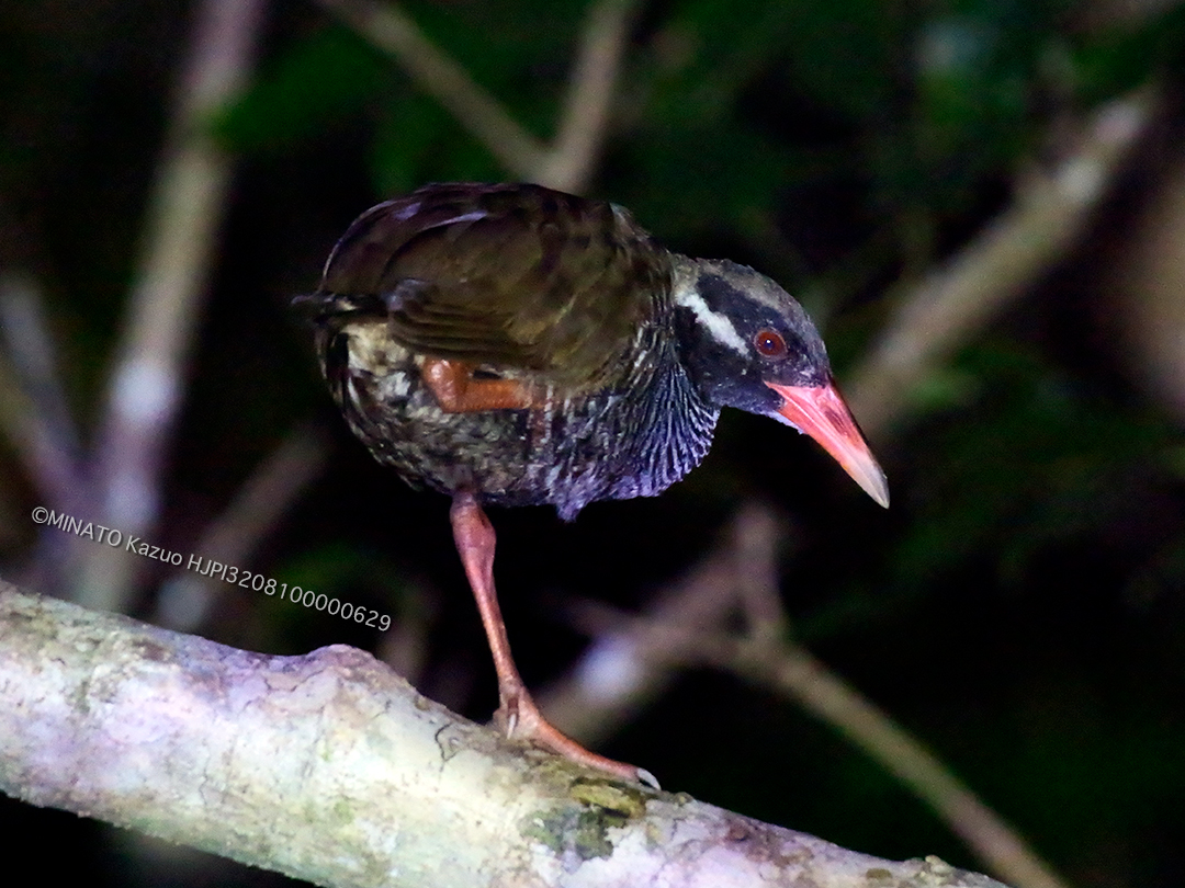 ヤンバルクイナ