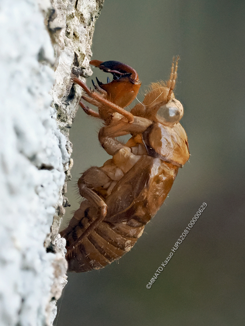 リュウキュウアブラゼミ羽化殻