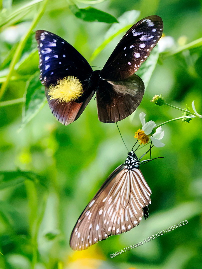 ツマムラサキマダラ求愛