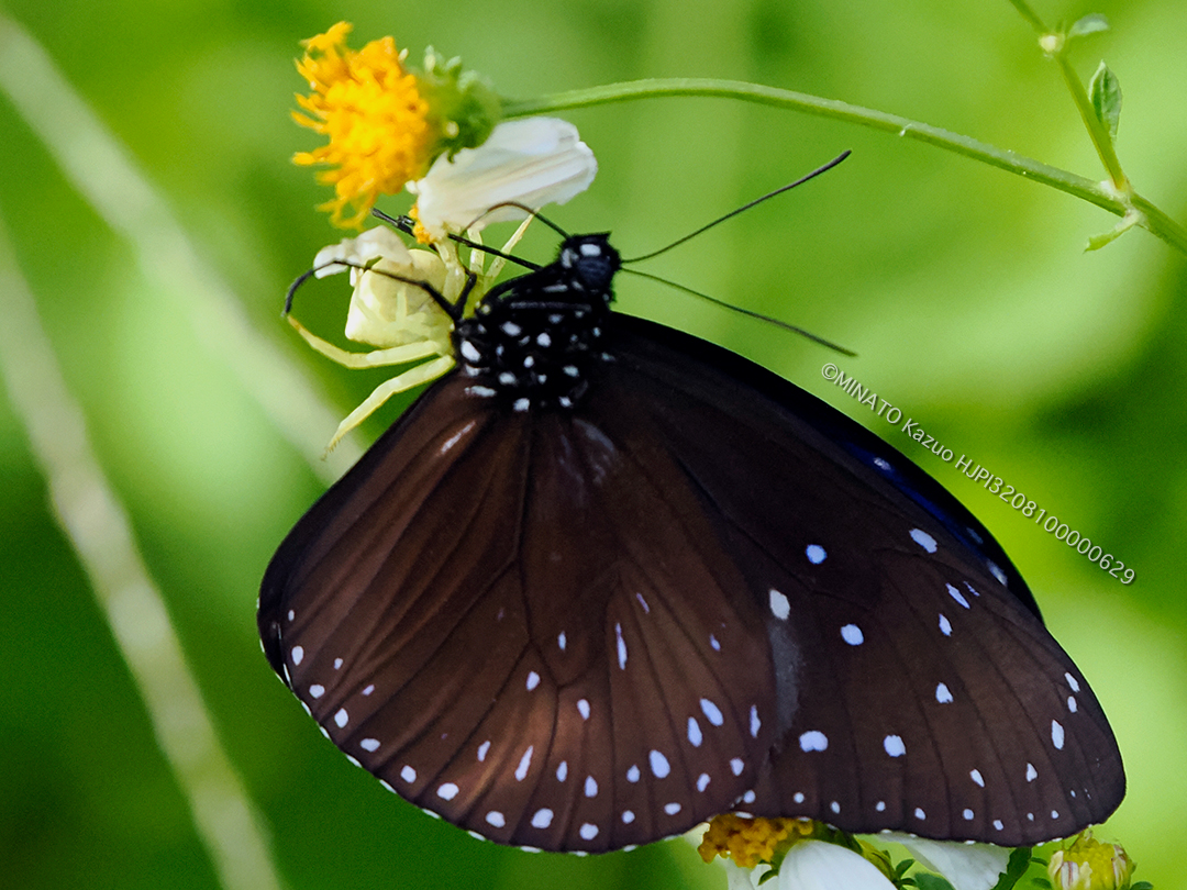 オキナワアズチグモ＞ツマムラサキマダラ