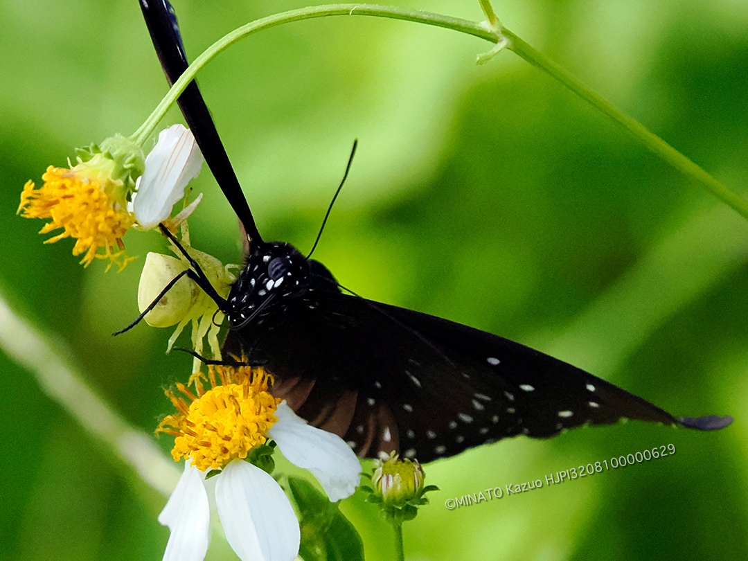 オキナワアズチグモ＞ツマムラサキマダラ