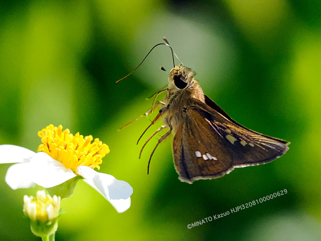 イチモンジセセリ