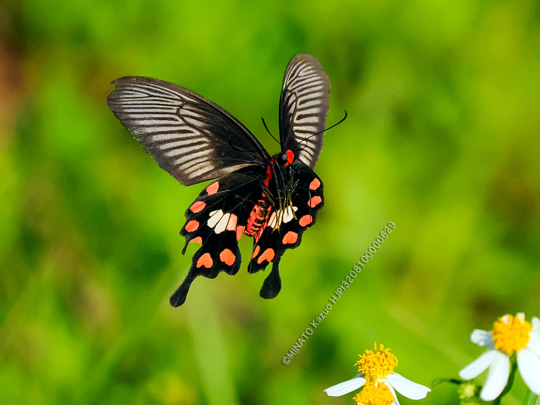 ベニモンアゲハ