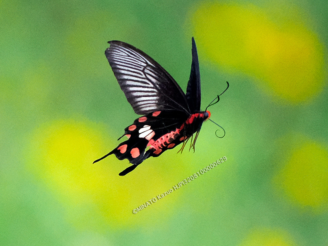 ベニモンアゲハ