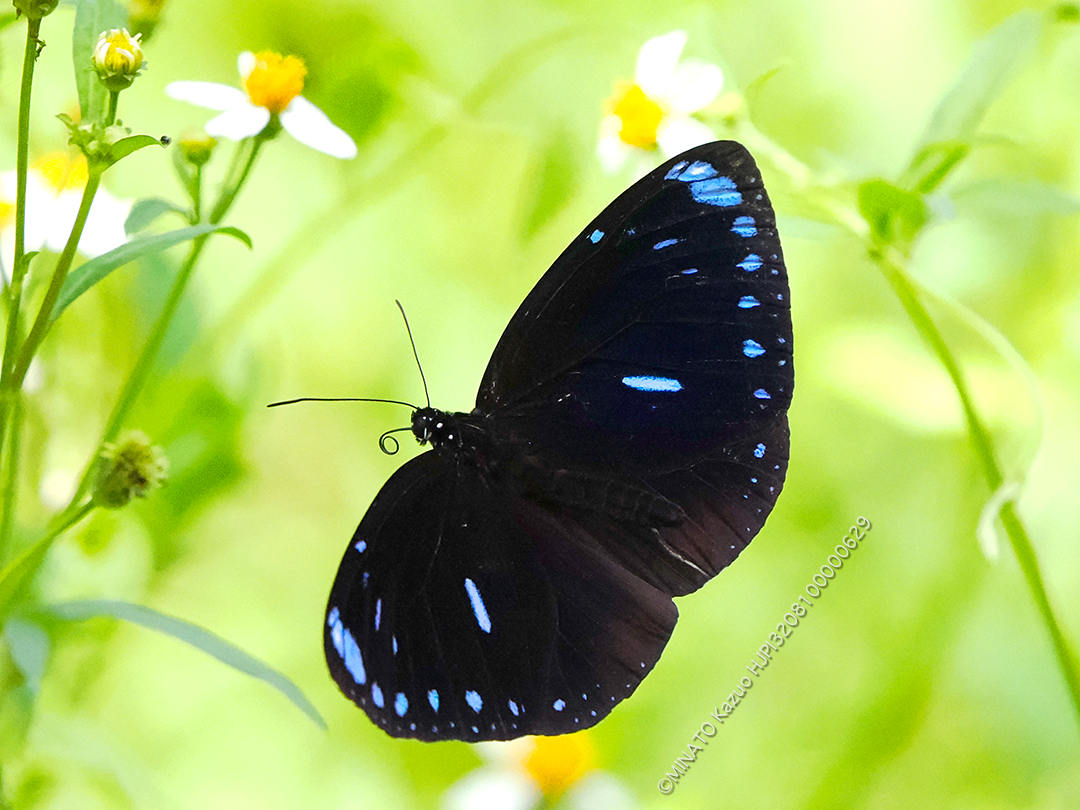 マルバネルリマダラ雄