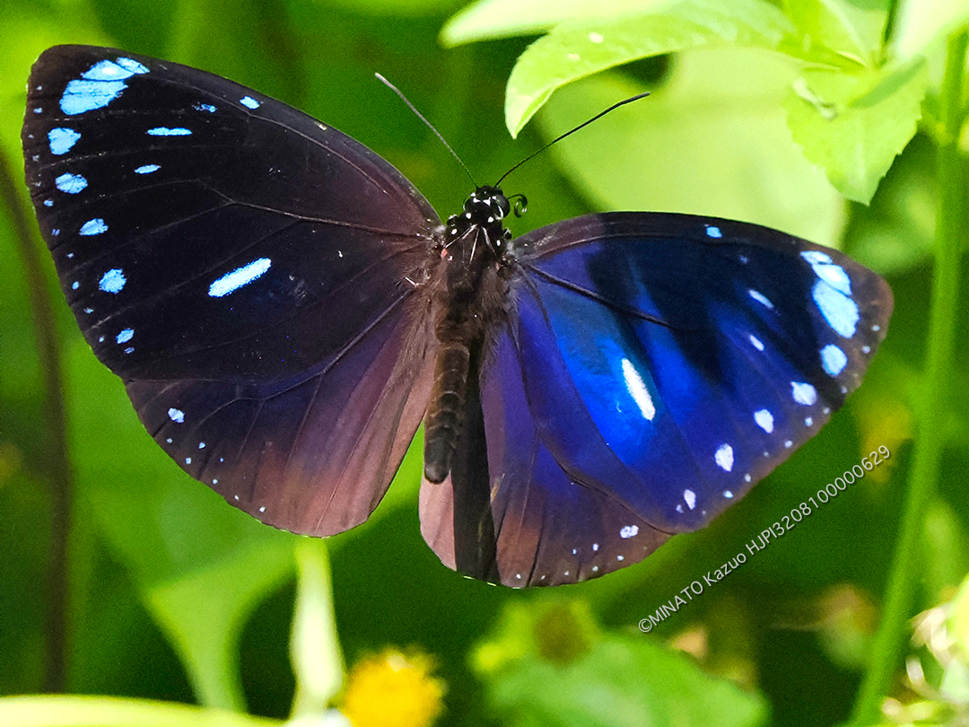 マルバネルリマダラ雄