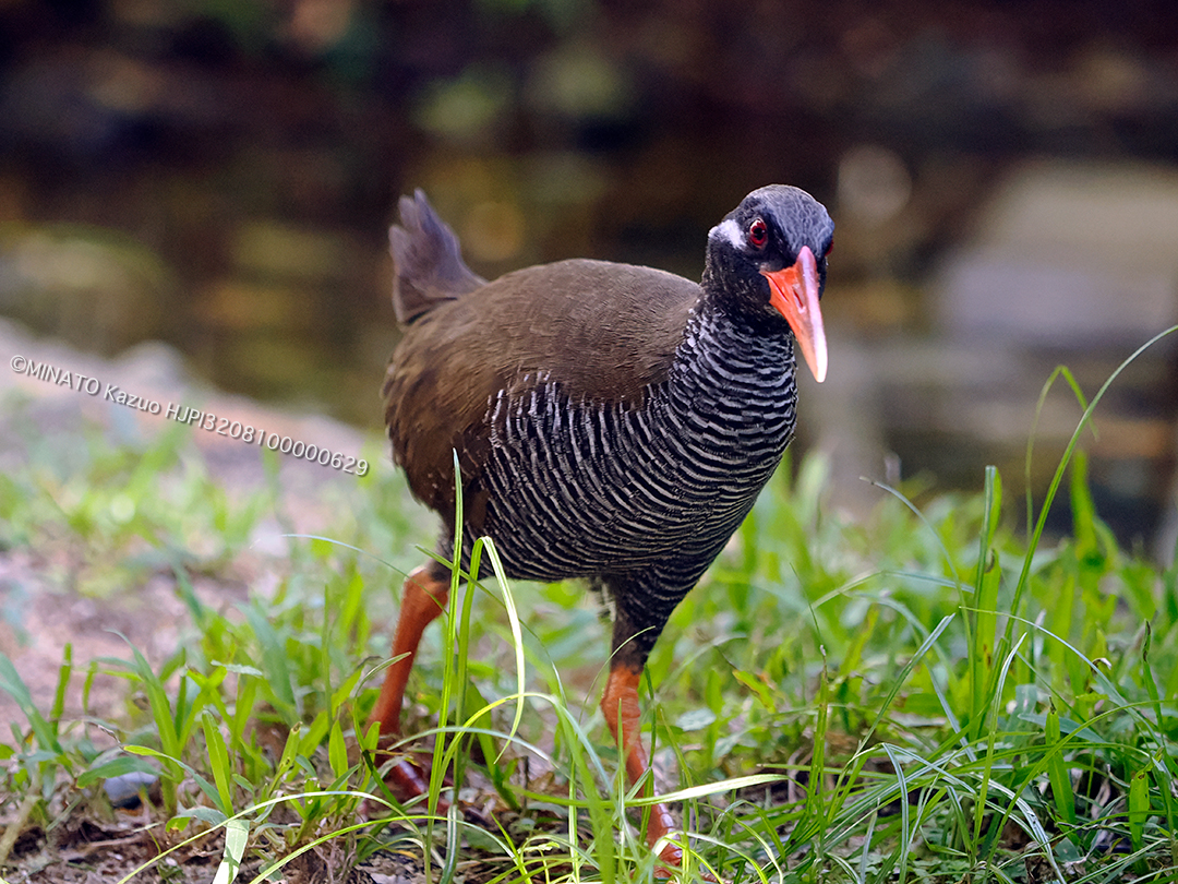 ヤンバルクイナ