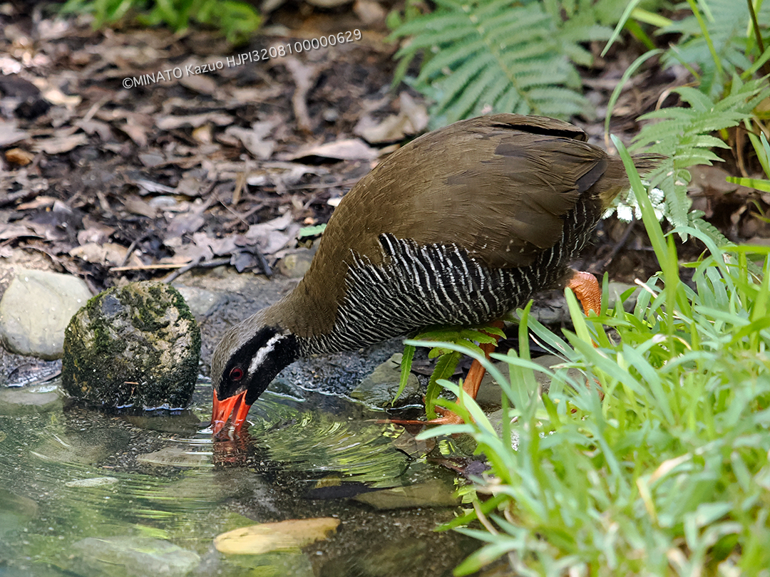 ヤンバルクイナ