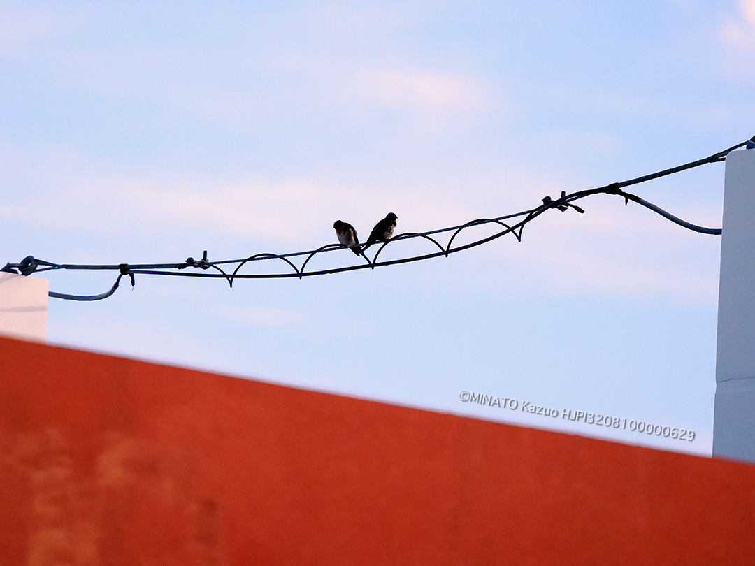 リュウキュウツバメ