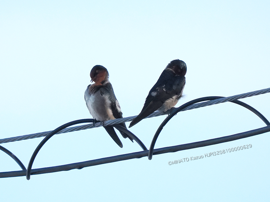 リュウキュウツバメ