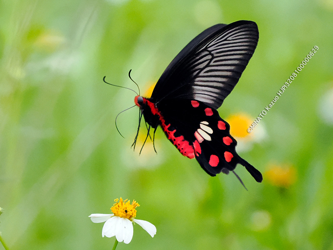 ベニモンアゲハ