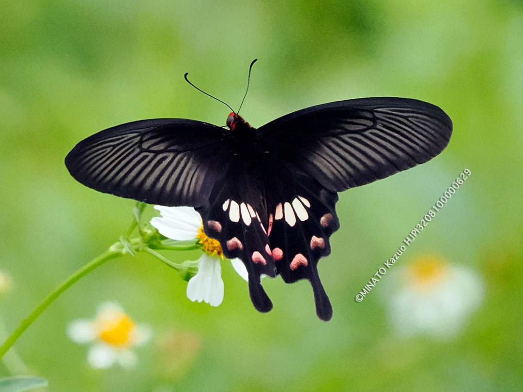 ベニモンアゲハ表面