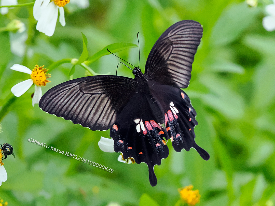 シロオビアゲハII型