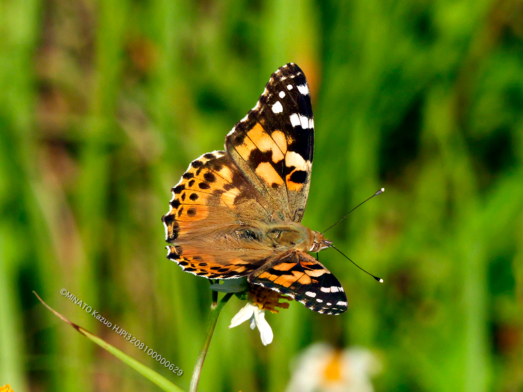 ヒメアカタテハ