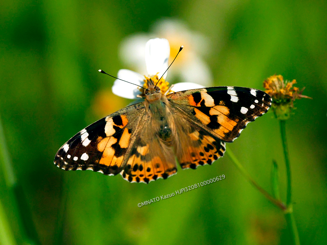 ヒメアカタテハ