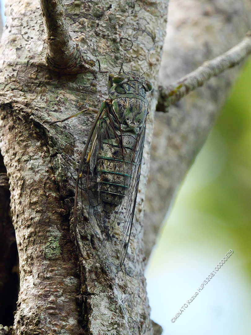 クロイワツクツク