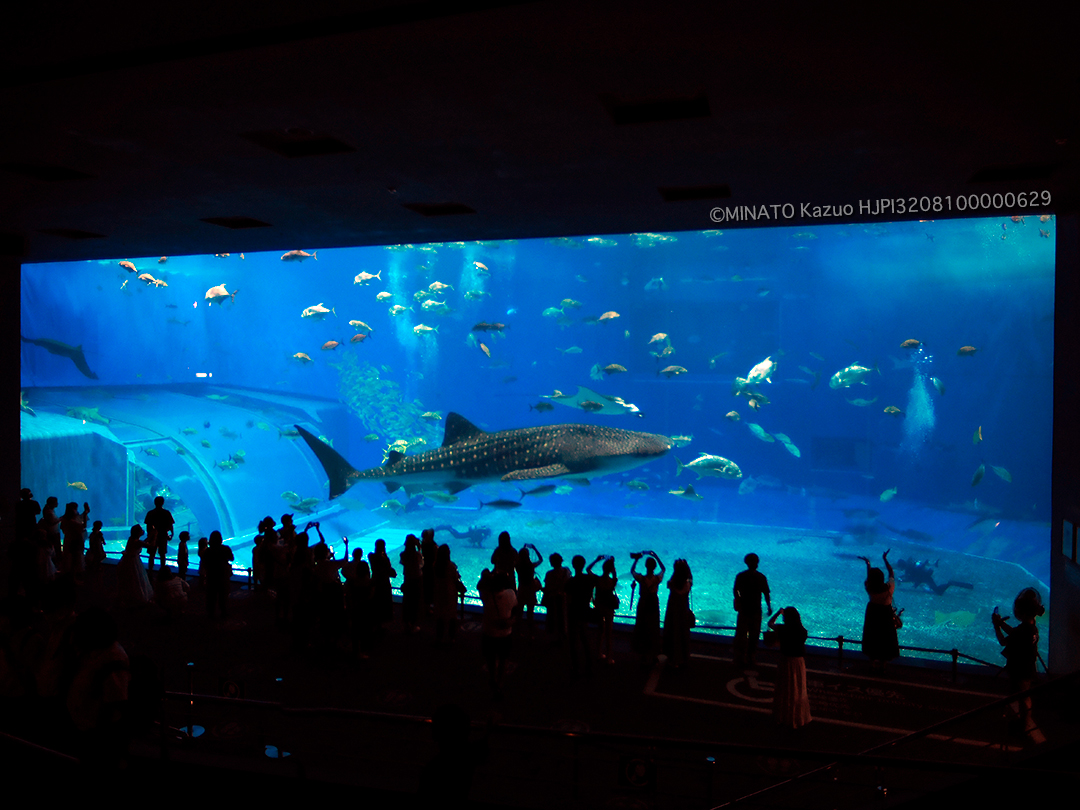 美ら海水族館
