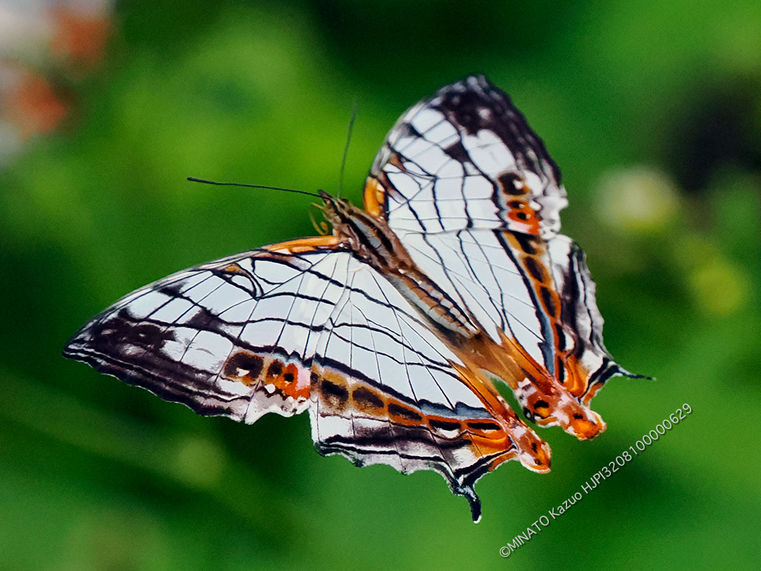 イシガケチョウ
