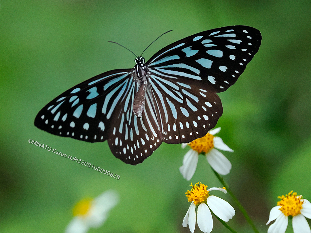 リュウキュウアサギマダラ