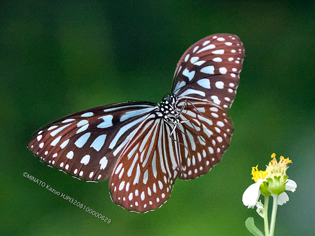 リュウキュウアサギマダラ