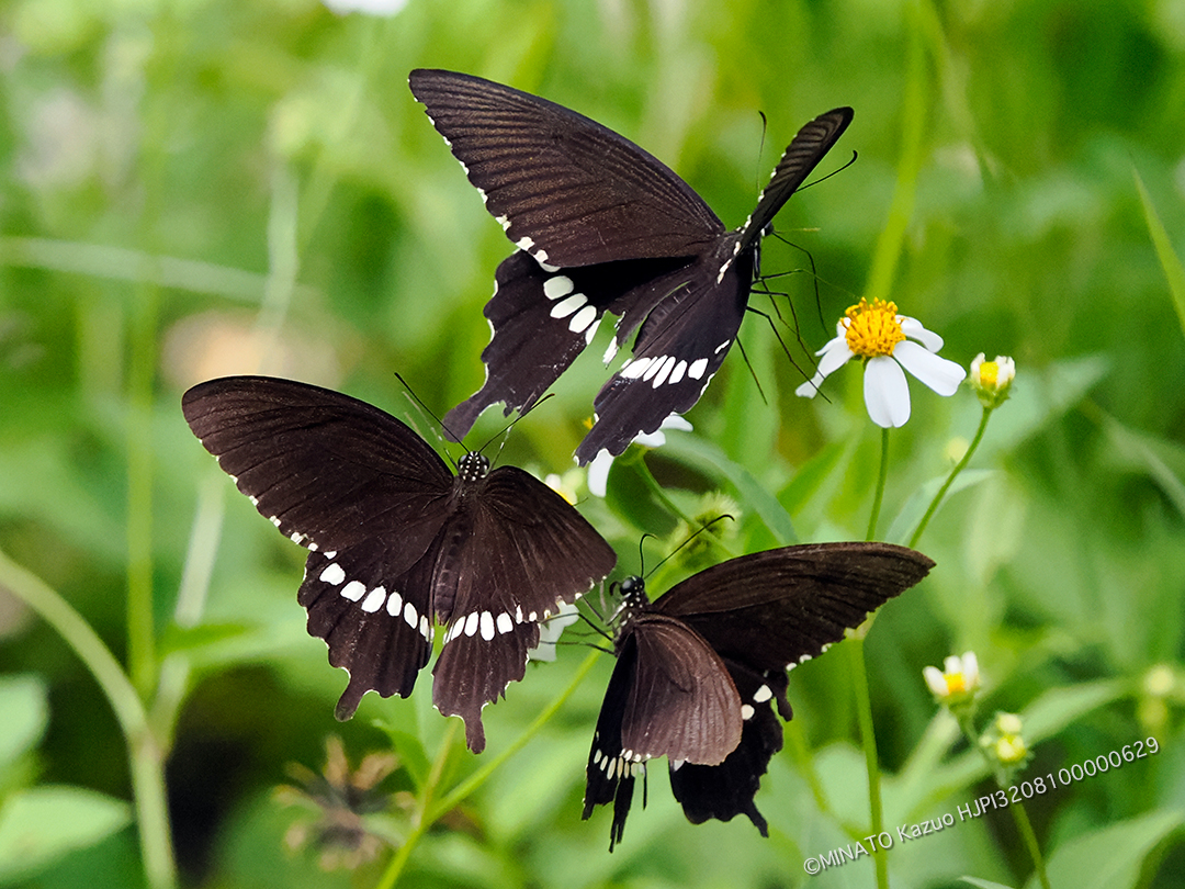 シロオビアゲハ