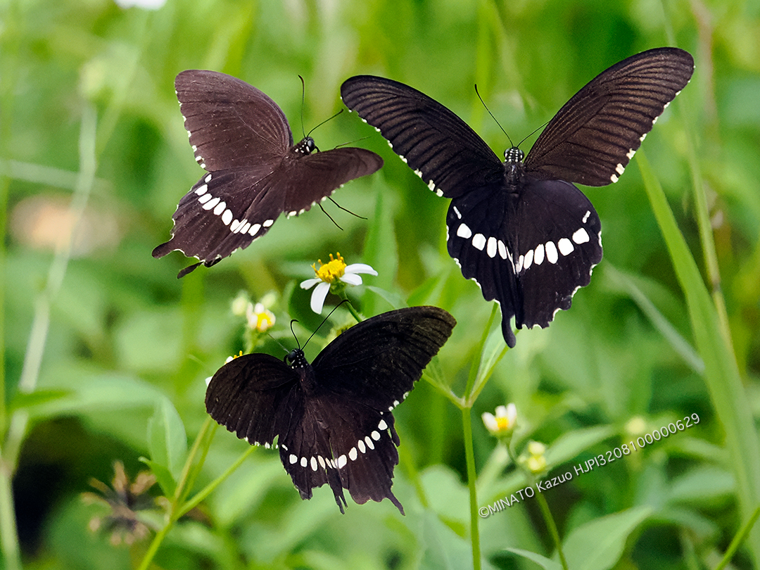 シロオビアゲハ