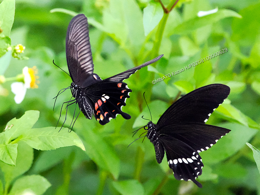 シロオビアゲハ