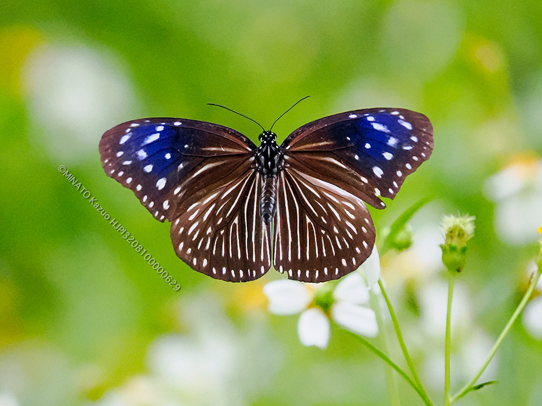 ツマムラサキマダラ雌