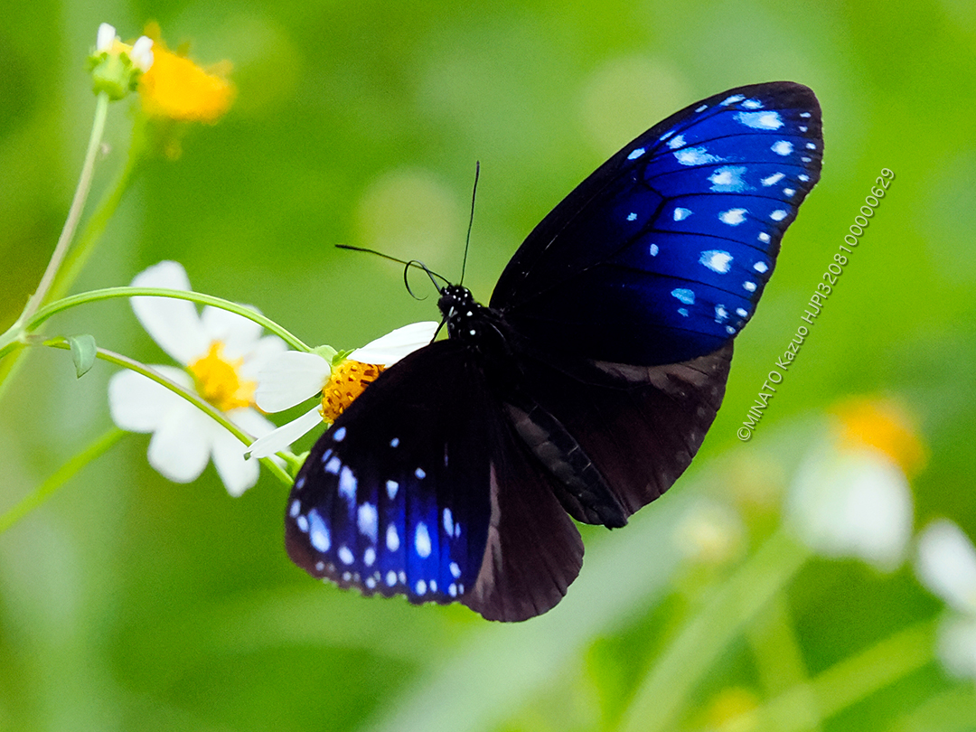 つまむらさきまだらラ雄