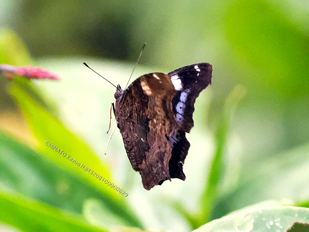 ルリタテハ