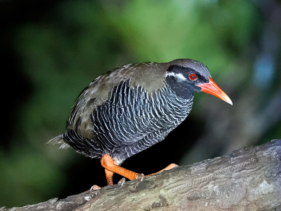 ヤンバルクイナ