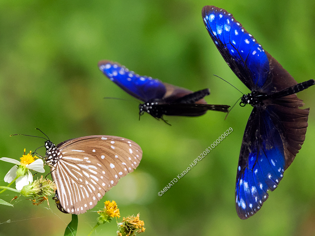 ツマムラサキマダラ求愛